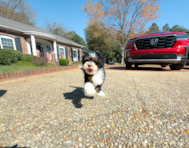 11 week old Mini Bernedoodle Puppy For Sale - Simply Southern Pups
