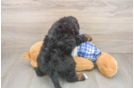 Mini Bernedoodle Pup Being Cute