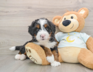 6 week old Mini Bernedoodle Puppy For Sale - Simply Southern Pups