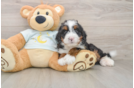 Mini Bernedoodle Pup Being Cute