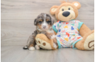 Petite Mini Bernedoodle Poodle Mix Pup