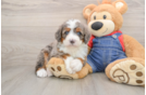 Fluffy Mini Bernedoodle Poodle Mix Pup