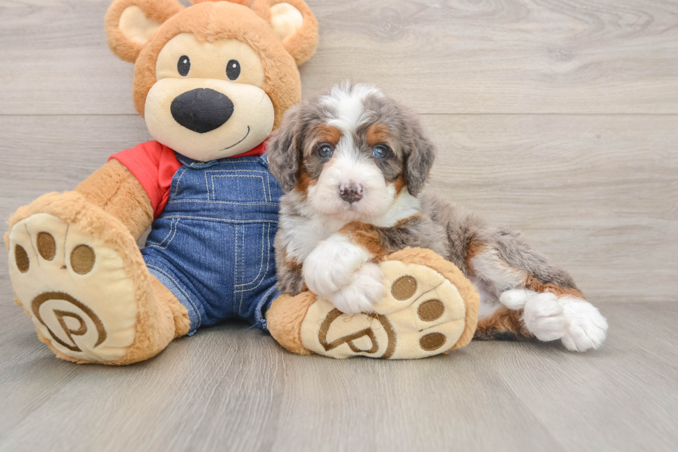 Mini Bernedoodle Puppy for Adoption