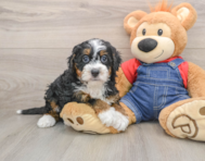 5 week old Mini Bernedoodle Puppy For Sale - Simply Southern Pups