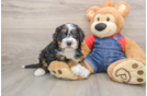 Mini Bernedoodle Puppy for Adoption