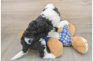 Cute Mini Bernedoodle Baby