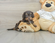 5 week old Mini Doxiedoodle Puppy For Sale - Simply Southern Pups