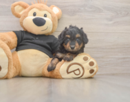 5 week old Mini Doxiedoodle Puppy For Sale - Simply Southern Pups