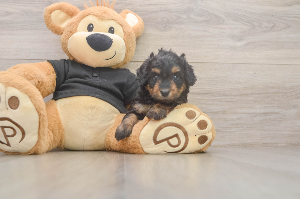 5 week old Mini Doxiedoodle Puppy For Sale - Simply Southern Pups