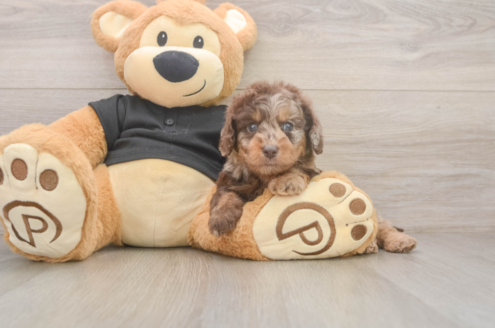 5 week old Mini Doxiedoodle Puppy For Sale - Simply Southern Pups