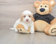 5 week old Mini Doxiedoodle Puppy For Sale - Simply Southern Pups