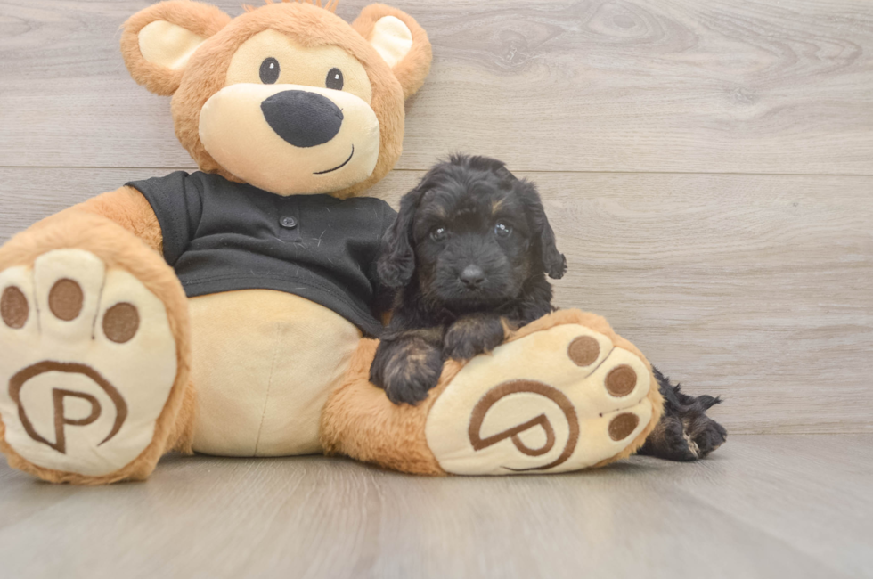 5 week old Mini Doxiedoodle Puppy For Sale - Simply Southern Pups