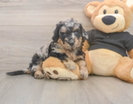 5 week old Mini Doxiedoodle Puppy For Sale - Simply Southern Pups