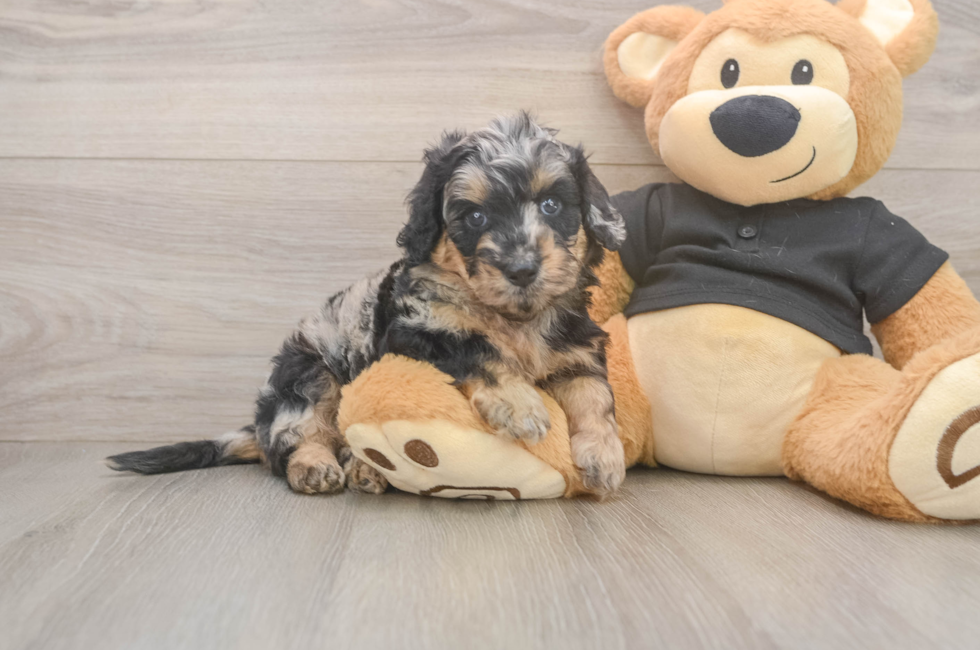 5 week old Mini Doxiedoodle Puppy For Sale - Simply Southern Pups