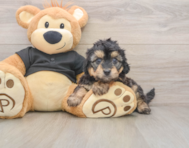 5 week old Mini Doxiedoodle Puppy For Sale - Simply Southern Pups