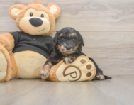 5 week old Mini Doxiedoodle Puppy For Sale - Simply Southern Pups