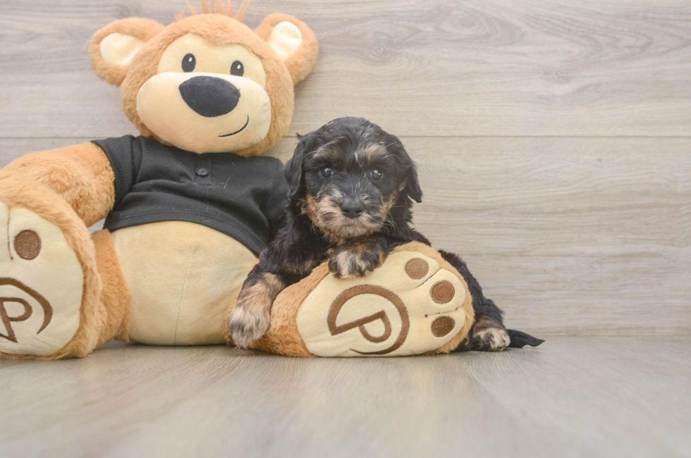 5 week old Mini Doxiedoodle Puppy For Sale - Simply Southern Pups