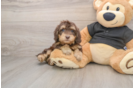Best Mini Doxiedoodle Baby