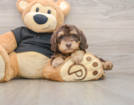 8 week old Mini Doxiedoodle Puppy For Sale - Simply Southern Pups