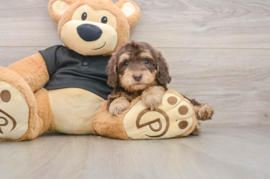 Cute Doxiepoo Poodle Mix Puppy