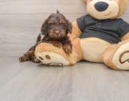 5 week old Mini Doxiedoodle Puppy For Sale - Simply Southern Pups
