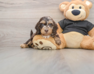 5 week old Mini Doxiedoodle Puppy For Sale - Simply Southern Pups