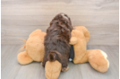 Cute Mini Doxiedoodle Poodle Mix Pup