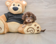 5 week old Mini Doxiedoodle Puppy For Sale - Simply Southern Pups