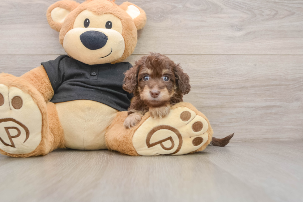 Mini Doxiedoodle Puppy for Adoption