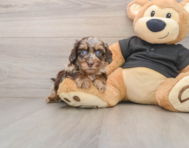 5 week old Mini Doxiedoodle Puppy For Sale - Simply Southern Pups