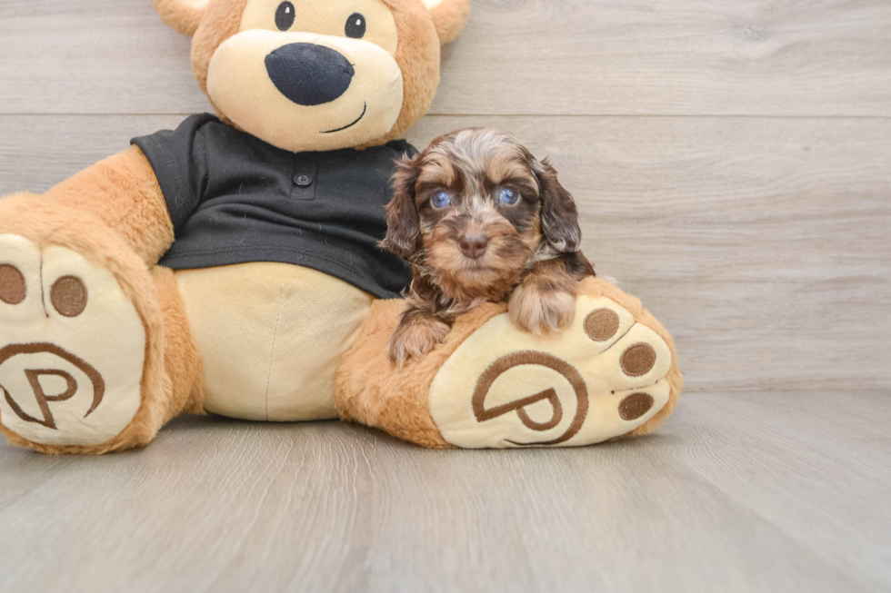 Mini Doxiedoodle Pup Being Cute