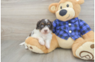 Mini Doxiedoodle Puppy for Adoption