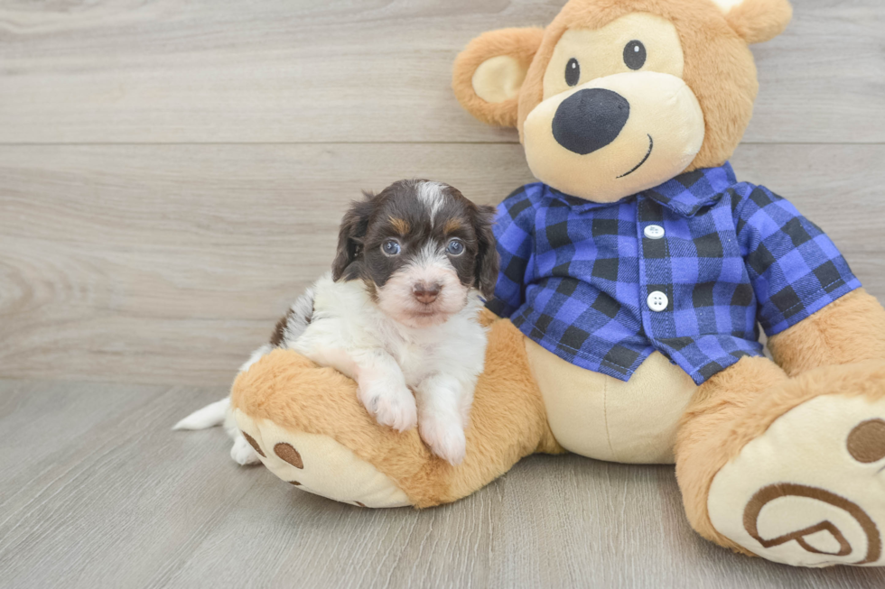 Mini Doxiedoodle Puppy for Adoption