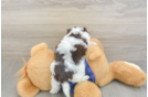 Mini Doxiedoodle Puppy for Adoption