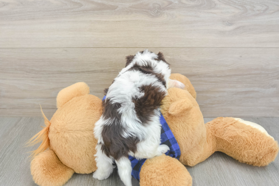Mini Doxiedoodle Puppy for Adoption