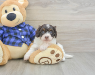 5 week old Mini Doxiedoodle Puppy For Sale - Simply Southern Pups