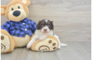 Mini Doxiedoodle Pup Being Cute
