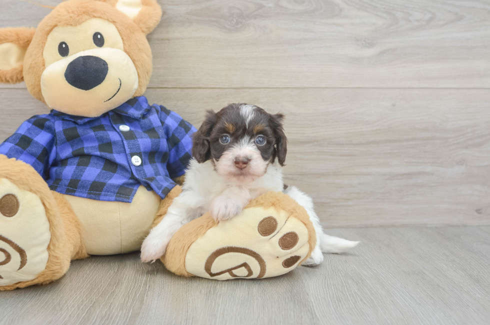 5 week old Mini Doxiedoodle Puppy For Sale - Simply Southern Pups