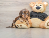 5 week old Mini Doxiedoodle Puppy For Sale - Simply Southern Pups