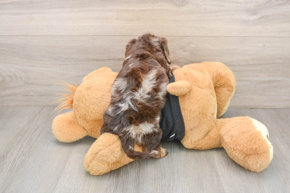 Cute Mini Doxiedoodle Baby