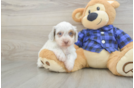 Cute Mini Doxiedoodle Poodle Mix Pup