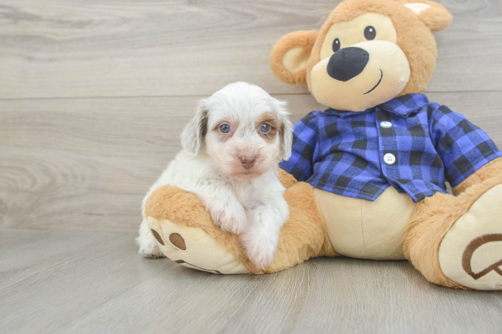 Cute Mini Doxiedoodle Poodle Mix Pup