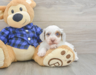 5 week old Mini Doxiedoodle Puppy For Sale - Simply Southern Pups