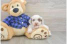 Cute Mini Doxiedoodle Poodle Mix Pup