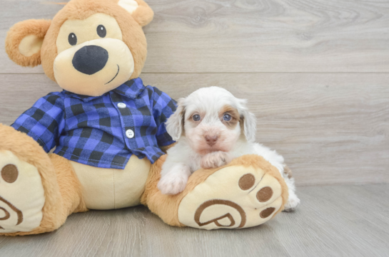 Cute Mini Doxiedoodle Poodle Mix Pup