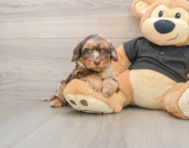 5 week old Mini Doxiedoodle Puppy For Sale - Simply Southern Pups