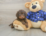 5 week old Mini Doxiedoodle Puppy For Sale - Simply Southern Pups