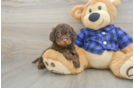 Mini Doxiedoodle Puppy for Adoption