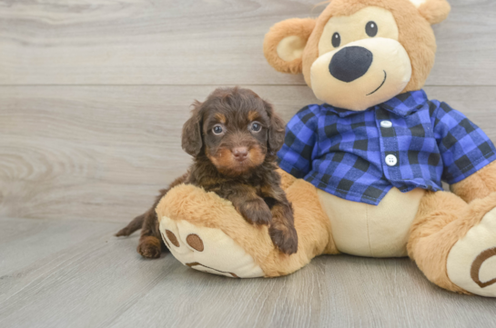 Mini Doxiedoodle Puppy for Adoption