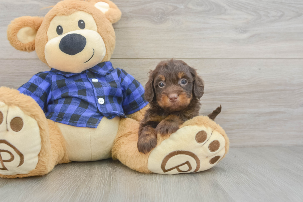 Cute Doxiepoo Poodle Mix Puppy